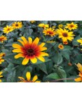 Heliopsis helianthoides ‘Burning Hearts’